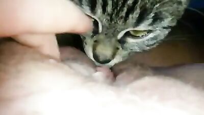 Cat Tounge