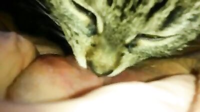 Cat Tounge