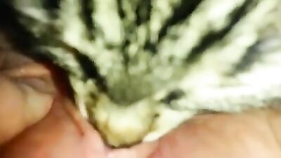 Cat Tounge