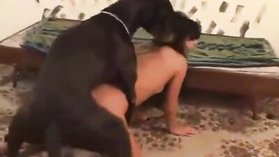 Black Dog Lover