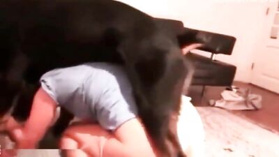 Dog Addict 8