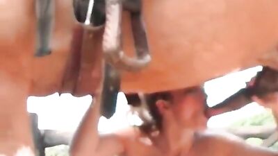 Horse Lover 4