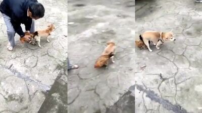 Dog fucks hen