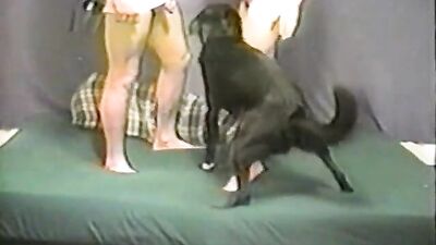 Wife sucks dick wile dog fuck
