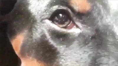 Woman gets eaten out by her dog