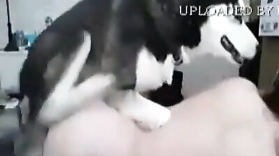 teen fuck with husky