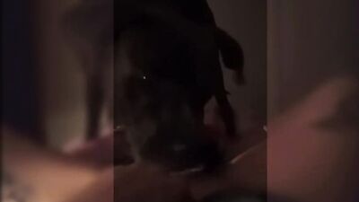 Slut films her dog licking her hole