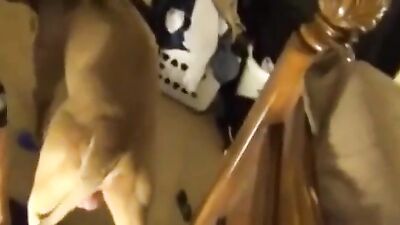 My Wife Fucks Pitbull