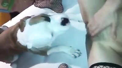 My Dog Licking