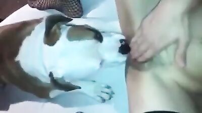 My Dog Licking
