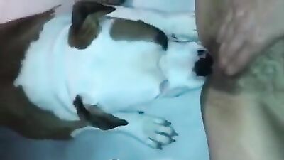 My Dog Licking