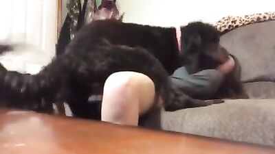 Naughty young girl fucks her poodle at home part 2