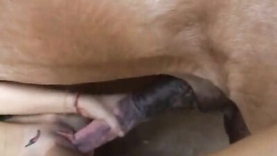 Horse sex