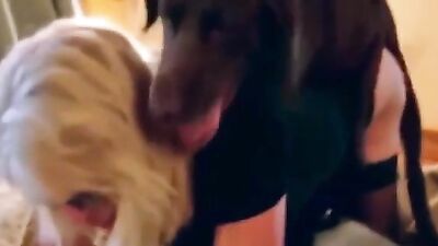 Hard dog fuck