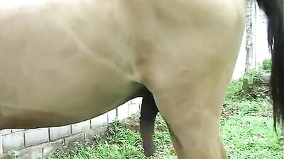 Girlfriend with a horse