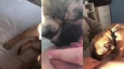 family dog licking pussy part 3