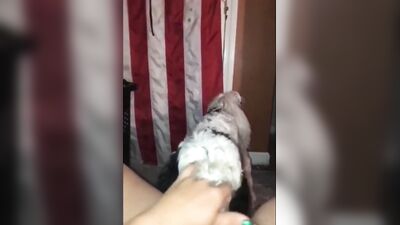 Ex Wife Sucking Dog Dick