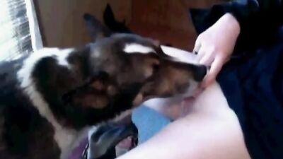 Dog Lick Cam