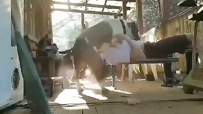 Dog Fucks in Mouth