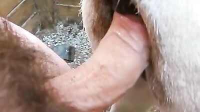 Donkey man