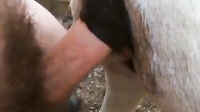 Donkey man