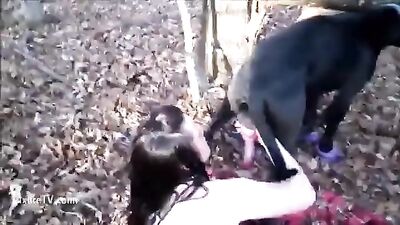 Dog in forrest