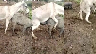 Donkey fucks pig