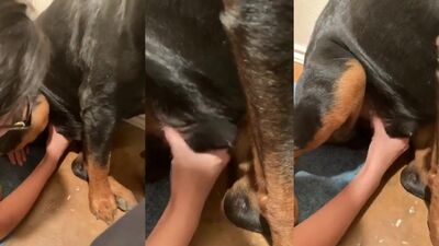 Dog Girl 2
