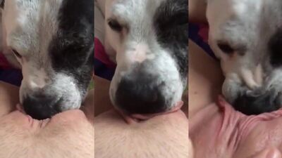 dog licking pretty pussy