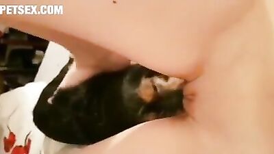 dog lick 6