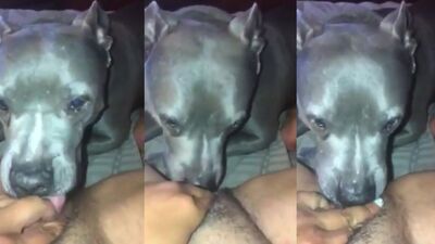 dog lick 2