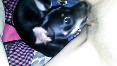 Teens Pussy Devoured by Hungry Dogs Tongue