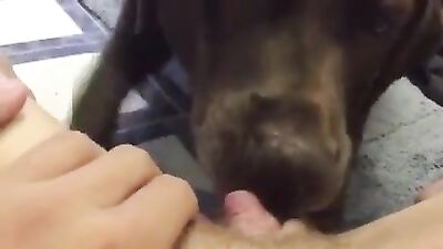Dog licking thick pussy