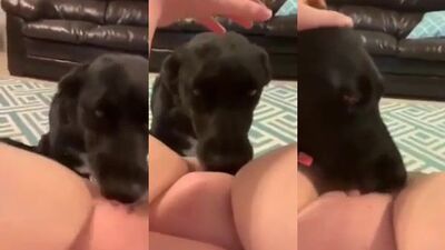 BdogLking