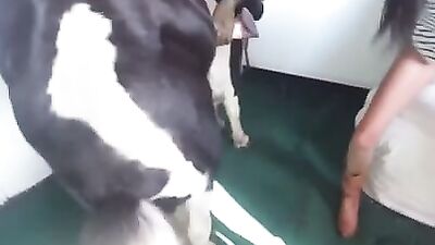 Best Horse Cum
