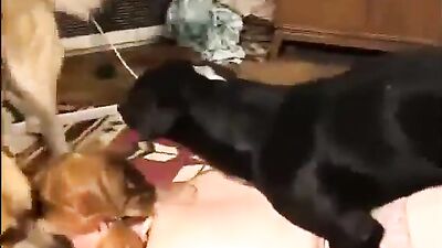 Addict in the Ass 3