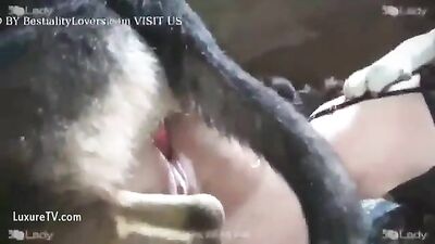2 dogs fuck 2 girls