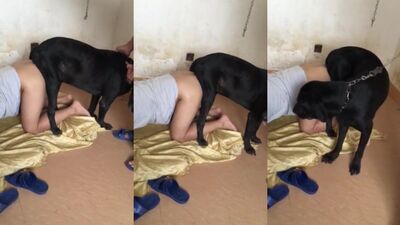 Domestic dog love