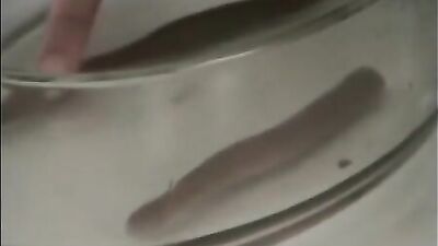 worm