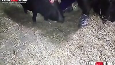 Đen heo vòi nước trong âm đạo là tất cả sừng farm đàn bà muốn trong