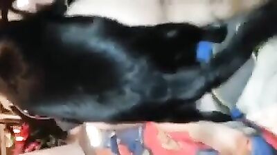 wife sex dog