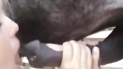 The hottest girls ever sucking cock on a big horse. Awesome