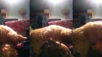 Teen sucking her small dogs cock in bedroom