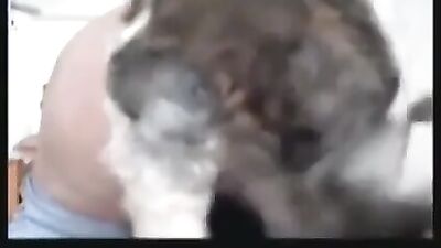 Play with Afghan dog