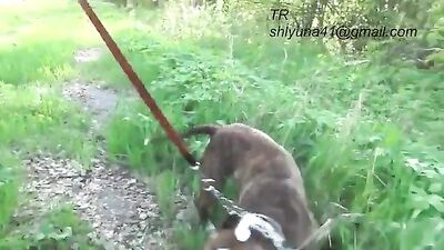 piss dog drink