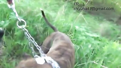 piss dog drink
