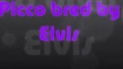 Picco được nuôi bởi Elvis