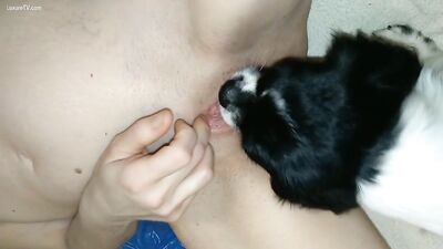 Little dog lick till squirt