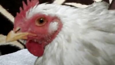 Enjoying Chicken