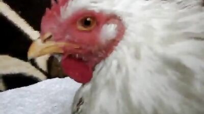 Enjoying Chicken